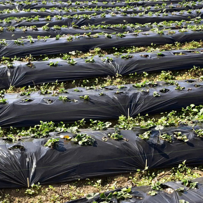 6.5 x 330/4 x 250/6 x 300 Feet Weed Barrier Landscape Fabric-6 ft - Black - Garden Tools