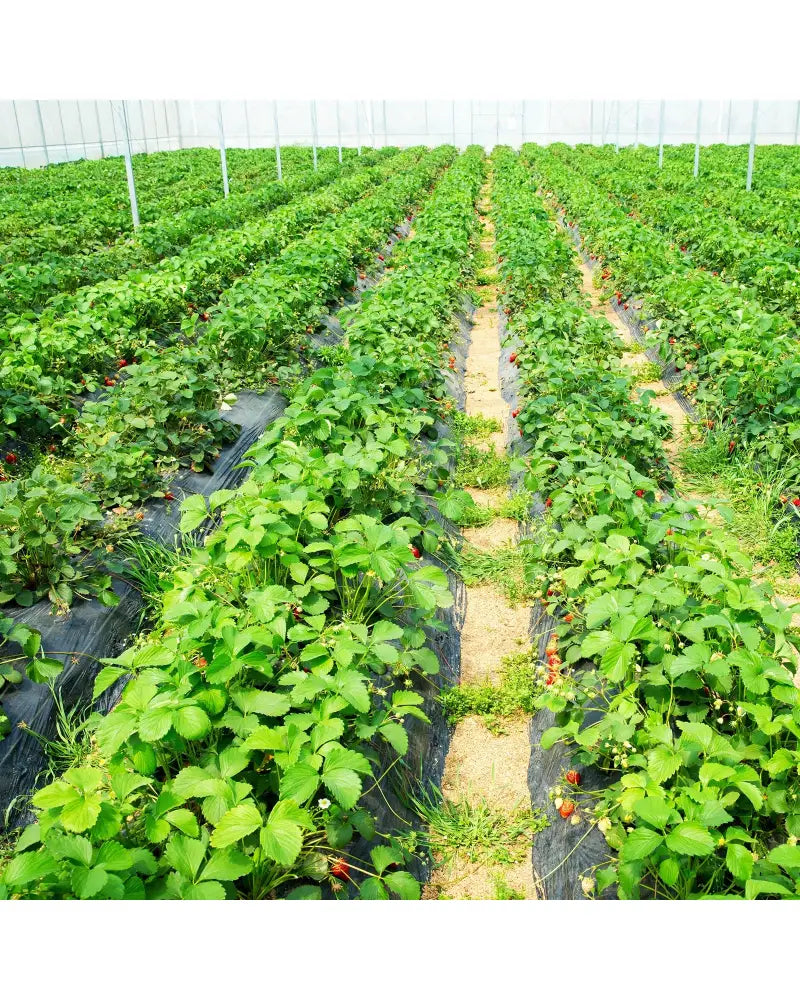 6.5 x 330/4 x 250/6 x 300 Feet Weed Barrier Landscape Fabric-6.5 ft - Black - Garden Tools