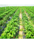 6.5 x 330/4 x 250/6 x 300 Feet Weed Barrier Landscape Fabric-6.5 ft - Black - Garden Tools