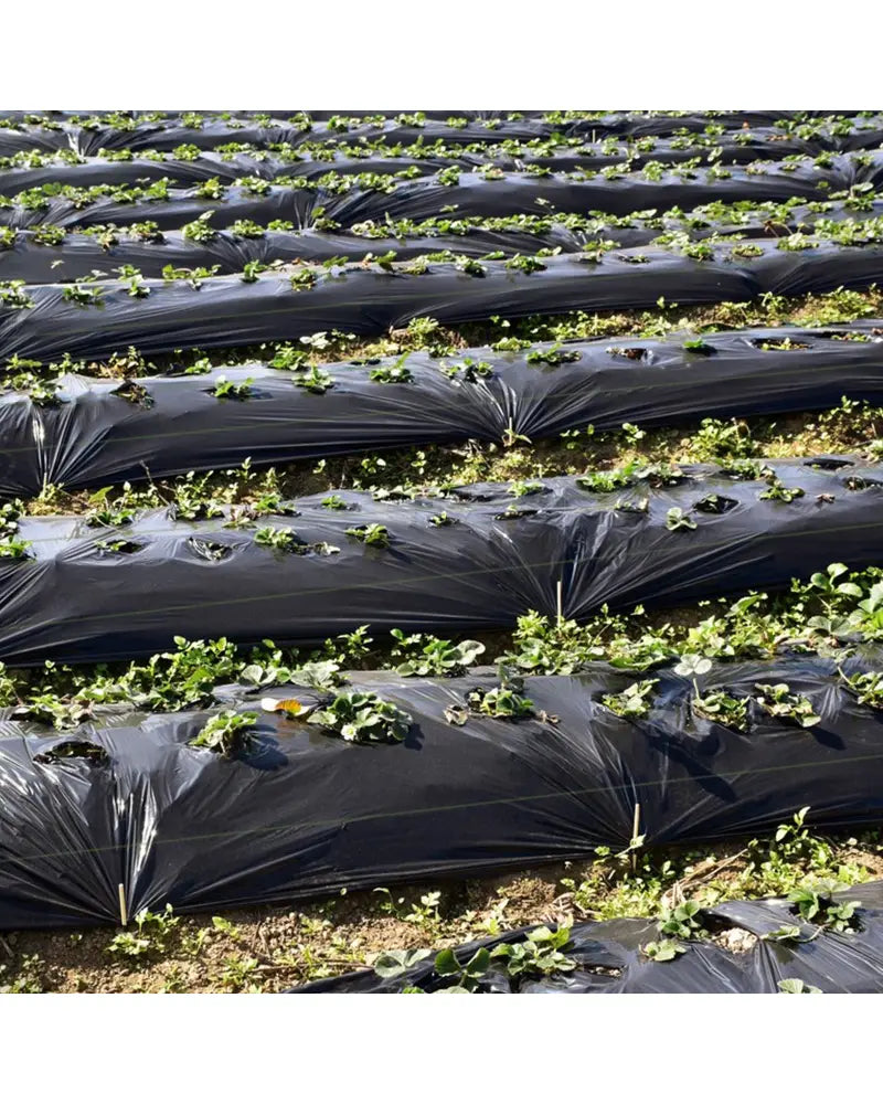 6.5 x 330/4 x 250/6 x 300 Feet Weed Barrier Landscape Fabric-6.5 ft - Black - Garden Tools