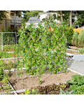 71 x 71 Inch U-Shaped Tall Garden Arched Trellis for Climbing Plants - Plant Supports