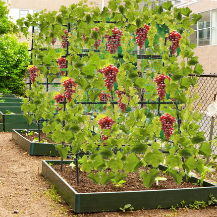 A-Frame Garden Cucumber Trellis with Netting for Climbing Plants Outdoor-Black - Black - Plant Supports