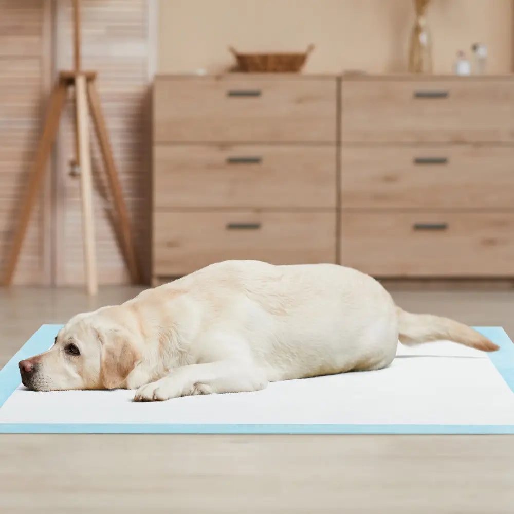 Dog and Puppy Pee Pads 36’’ x 36’’ (100 Counts) for Potty Training-Blue - Blue - Dog Supplies