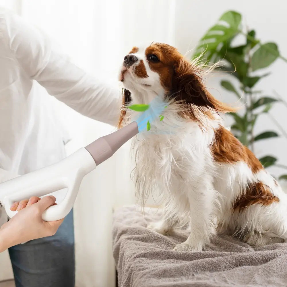 Dog Cat Hair Blower with Negative Ion Function and Adjustable Temperature - White - Dog Supplies