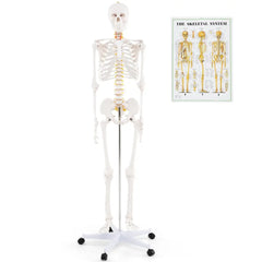 Life Size Human Skeleton Model for Anatomy Anatomical Skeleton with Nerves System - White - Halloween